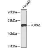Western Blot - Anti-FOXA1 Antibody (A9793) - Antibodies.com