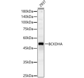 Western Blot - Anti-BCKDHA Antibody (A16337) - Antibodies.com
