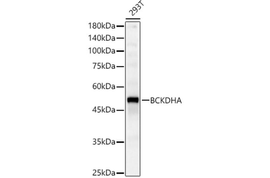 Western Blot - Anti-BCKDHA Antibody (A16337) - Antibodies.com