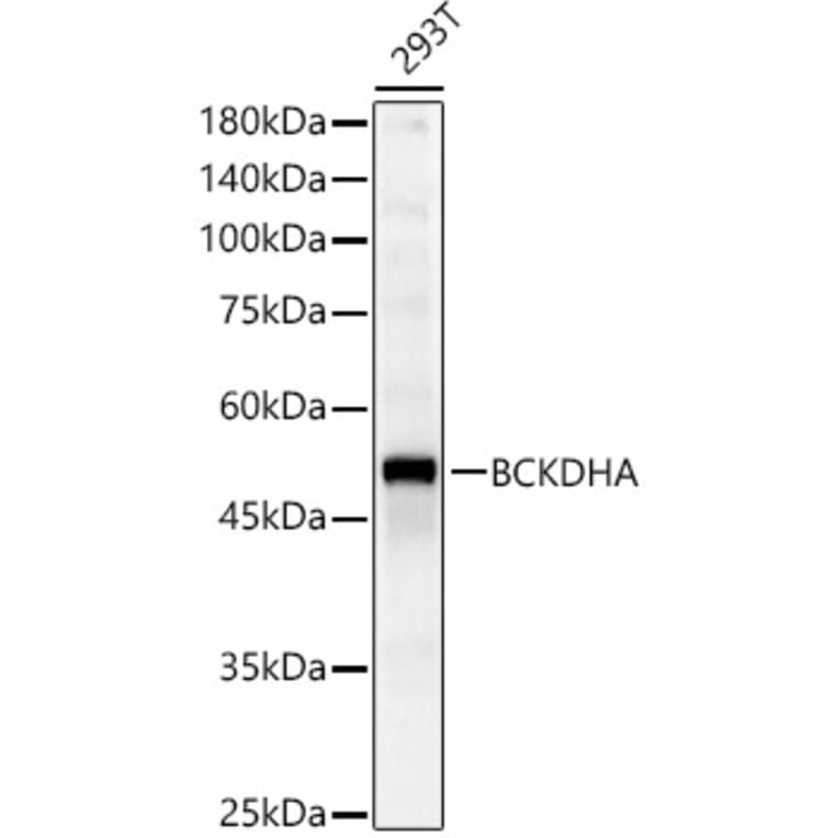 Western Blot - Anti-BCKDHA Antibody (A16337) - Antibodies.com