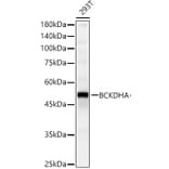 Western Blot - Anti-BCKDHA Antibody (A16337) - Antibodies.com