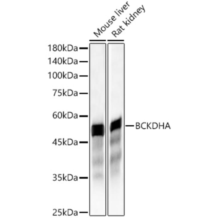 Western Blot - Anti-BCKDHA Antibody (A16337) - Antibodies.com