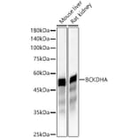 Western Blot - Anti-BCKDHA Antibody (A16337) - Antibodies.com