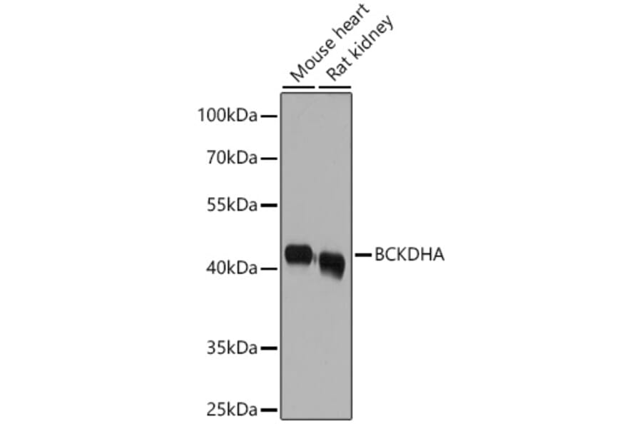 Western Blot - Anti-BCKDHA Antibody (A16337) - Antibodies.com