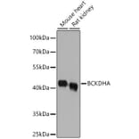 Western Blot - Anti-BCKDHA Antibody (A16337) - Antibodies.com