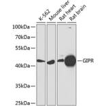 Western Blot - Anti-GIPR Antibody (A16339) - Antibodies.com