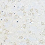 Immunohistochemistry - Anti-GIPR Antibody (A16339) - Antibodies.com
