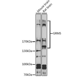Western Blot - Anti-Metabotropic Glutamate Receptor 5 Antibody (A16340) - Antibodies.com