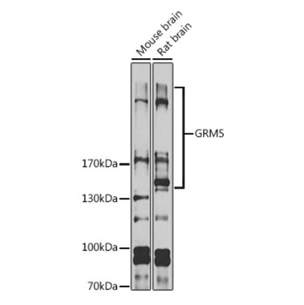 Western Blot - Anti-Metabotropic Glutamate Receptor 5 Antibody (A16340) - Antibodies.com