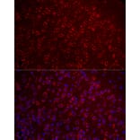 Immunofluorescence - Anti-Metabotropic Glutamate Receptor 5 Antibody (A16340) - Antibodies.com