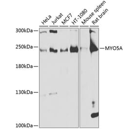 Western Blot - Anti-MYO5A Antibody (A16343) - Antibodies.com