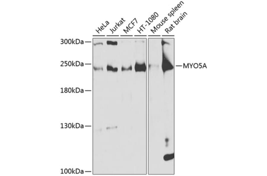 Western Blot - Anti-MYO5A Antibody (A16343) - Antibodies.com