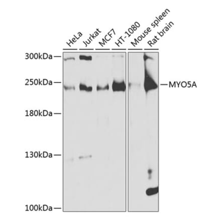 Western Blot - Anti-MYO5A Antibody (A16343) - Antibodies.com