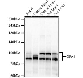 Western Blot - Anti-OPA1 Antibody (A16345) - Antibodies.com