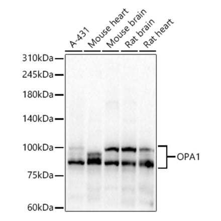 Western Blot - Anti-OPA1 Antibody (A16345) - Antibodies.com