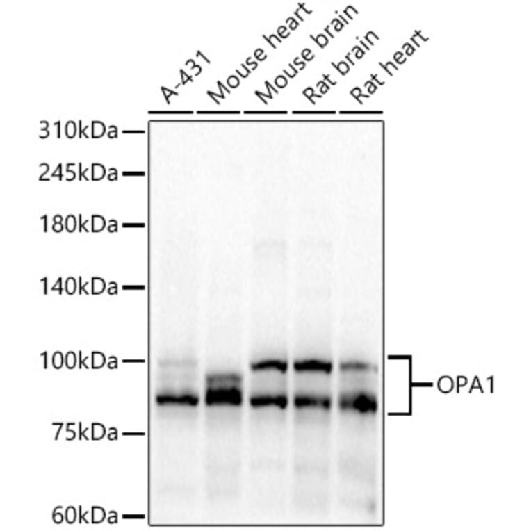 Western Blot - Anti-OPA1 Antibody (A16345) - Antibodies.com
