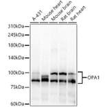Western Blot - Anti-OPA1 Antibody (A16345) - Antibodies.com