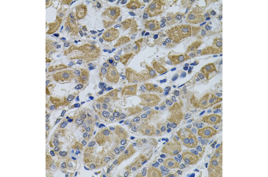 Immunohistochemistry - Anti-CCK4 Antibody (A16348) - Antibodies.com