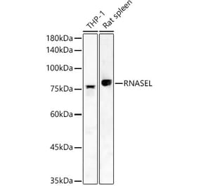 Western Blot - Anti-RNase L Antibody (A16349) - Antibodies.com