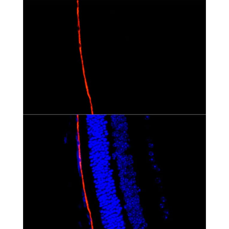 Immunofluorescence - Anti-RPE65 Antibody (A16350) - Antibodies.com