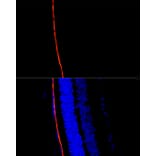 Immunofluorescence - Anti-RPE65 Antibody (A16350) - Antibodies.com