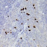 Immunohistochemistry - Anti-S100A9 Antibody (A16351) - Antibodies.com