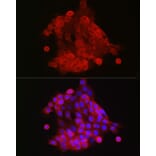 Immunofluorescence - Anti-S100A9 Antibody (A16351) - Antibodies.com