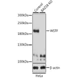 Western Blot - Anti-WSTF Antibody (A16353) - Antibodies.com