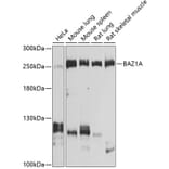 Western Blot - Anti-ACF1/BAZ1A Antibody (A16358) - Antibodies.com