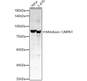 Western Blot - Anti-Mitofusin 1 Antibody (A16363) - Antibodies.com