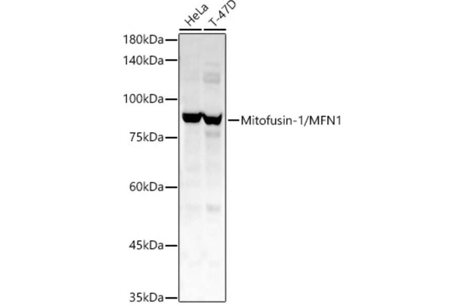 Western Blot - Anti-Mitofusin 1 Antibody (A16363) - Antibodies.com