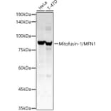 Western Blot - Anti-Mitofusin 1 Antibody (A16363) - Antibodies.com