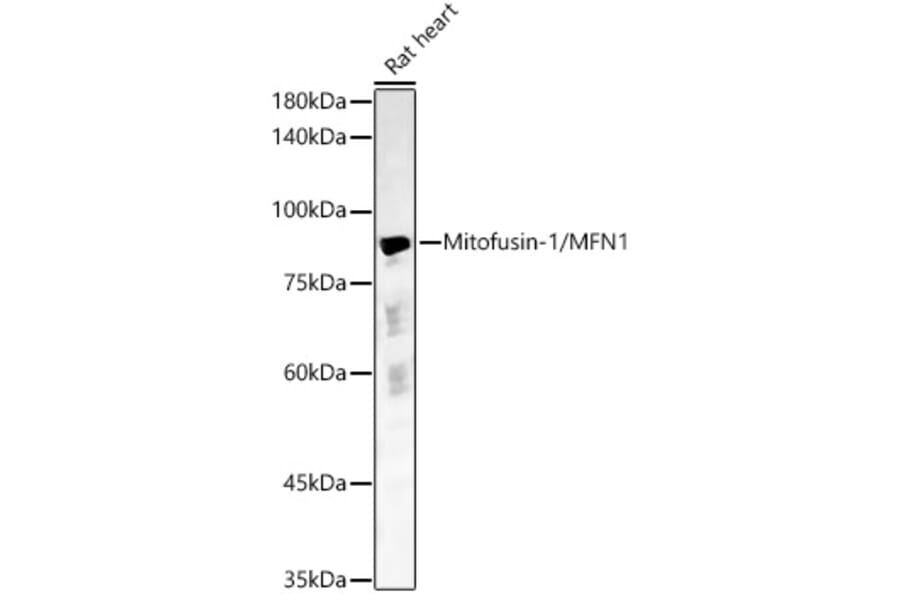 Western Blot - Anti-Mitofusin 1 Antibody (A16363) - Antibodies.com