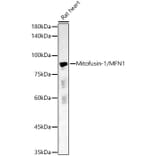 Western Blot - Anti-Mitofusin 1 Antibody (A16363) - Antibodies.com