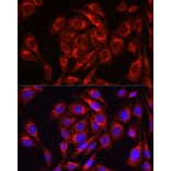 Immunofluorescence - Anti-Mitofusin 1 Antibody (A16363) - Antibodies.com