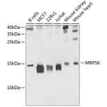 Western Blot - Anti-MRPS6 Antibody (A16365) - Antibodies.com