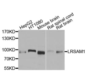 Western Blot - Anti-LRSAM1 Antibody (A9885) - Antibodies.com