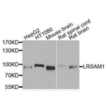Western Blot - Anti-LRSAM1 Antibody (A9885) - Antibodies.com