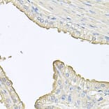 Immunohistochemistry - Anti-FABP12 Antibody (A9894) - Antibodies.com