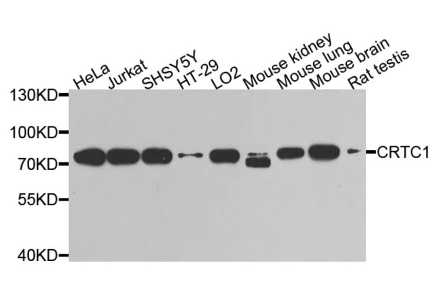 Western Blot - Anti-CRTC1 Antibody (A9918) - Antibodies.com