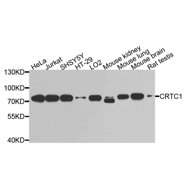 Western Blot - Anti-CRTC1 Antibody (A9918) - Antibodies.com
