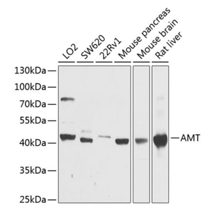 Western Blot - Anti-AMT Antibody (A16372) - Antibodies.com