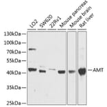 Western Blot - Anti-AMT Antibody (A16372) - Antibodies.com