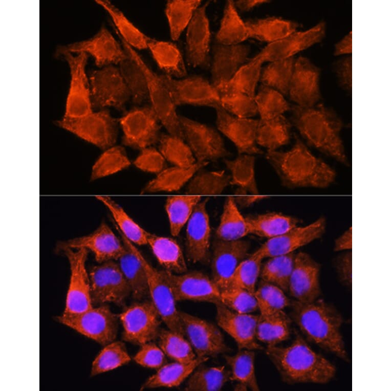 Immunofluorescence - Anti-AMT Antibody (A16372) - Antibodies.com