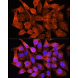 Immunofluorescence - Anti-AMT Antibody (A16372) - Antibodies.com
