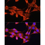 Immunofluorescence - Anti-AMT Antibody (A16372) - Antibodies.com
