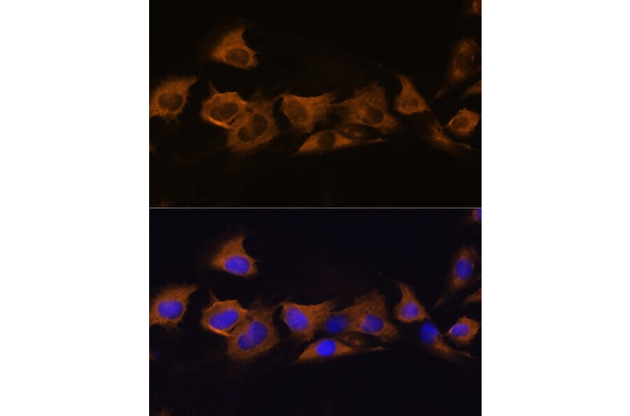 Immunofluorescence - Anti-ATP1B2 Antibody (A16373) - Antibodies.com