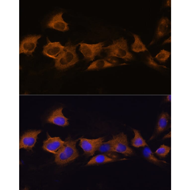 Immunofluorescence - Anti-ATP1B2 Antibody (A16373) - Antibodies.com