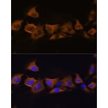 Immunofluorescence - Anti-ATP1B2 Antibody (A16373) - Antibodies.com