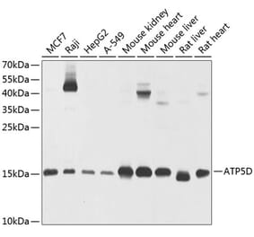 Western Blot - Anti-ATP5D Antibody (A16374) - Antibodies.com